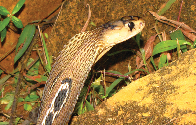 Indian (Spectacled) Cobra