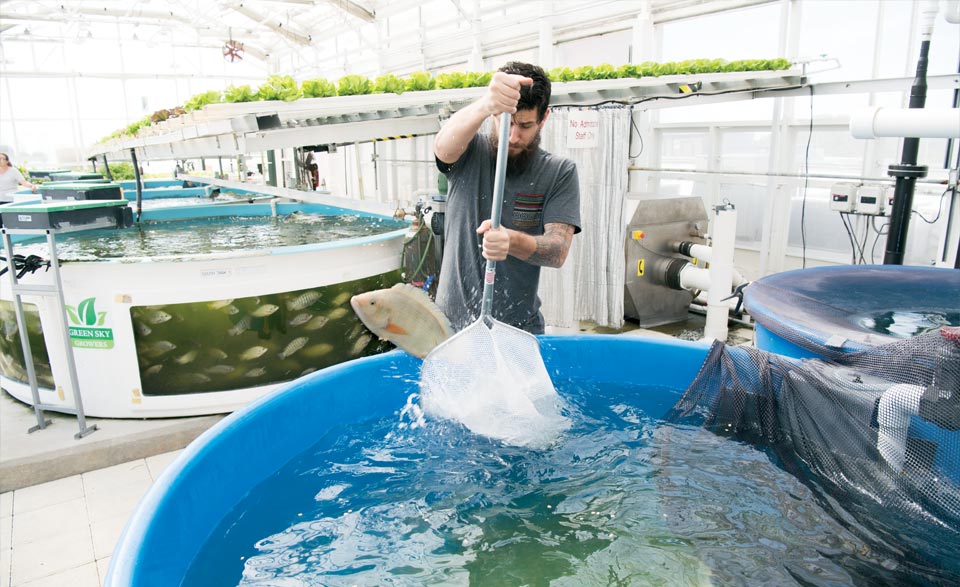 Valencia student Michael Masucci nets a hybrid striped bass being raised in the tanks of the rooftop garden.
